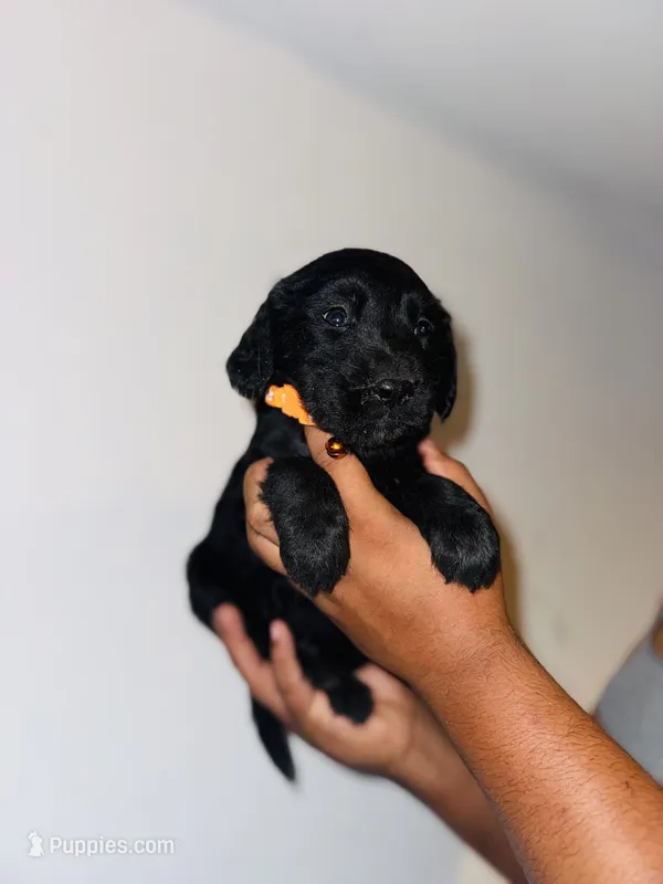 Arthur – Bernese Mountain Dog, Golden Retriever puppy for sale in Waterbury, CT