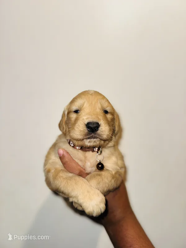 Jay – Bernese Mountain Dog, Golden Retriever puppy on hold in Waterbury, CT