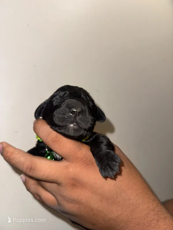 Austin – Bernese Mountain Dog, Golden Retriever puppy for sale in Waterbury, CT