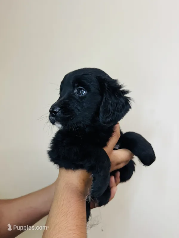 Neisha – Bernese Mountain Dog, Golden Retriever puppy for sale in Waterbury, CT