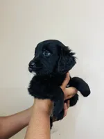 Neisha, a female Golden Mountain Dog for sale in Waterbury, CT – 1 of 8