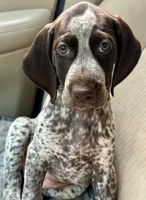 Miss Pink, a female German Shorthaired Pointer for sale in Savannah, GA – 1 of 1