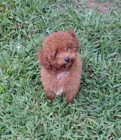 Mr. Brown, a male Poodle - Toy  for sale in Magnolia, TX – 2 of 4