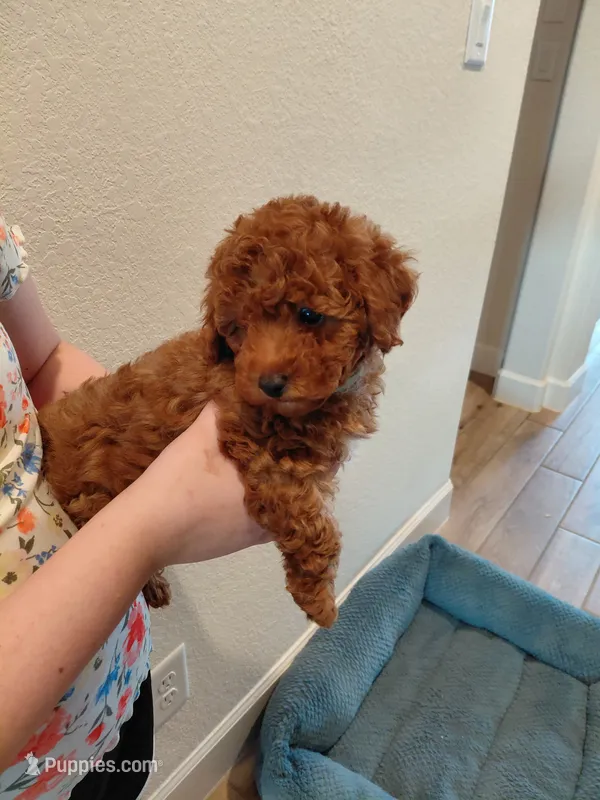 Mr. Brown – Poodle - Toy  puppy for sale in Magnolia, TX