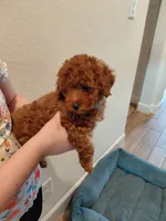 Mr. Brown, a male Poodle - Toy  for sale in Magnolia, TX – 1 of 4
