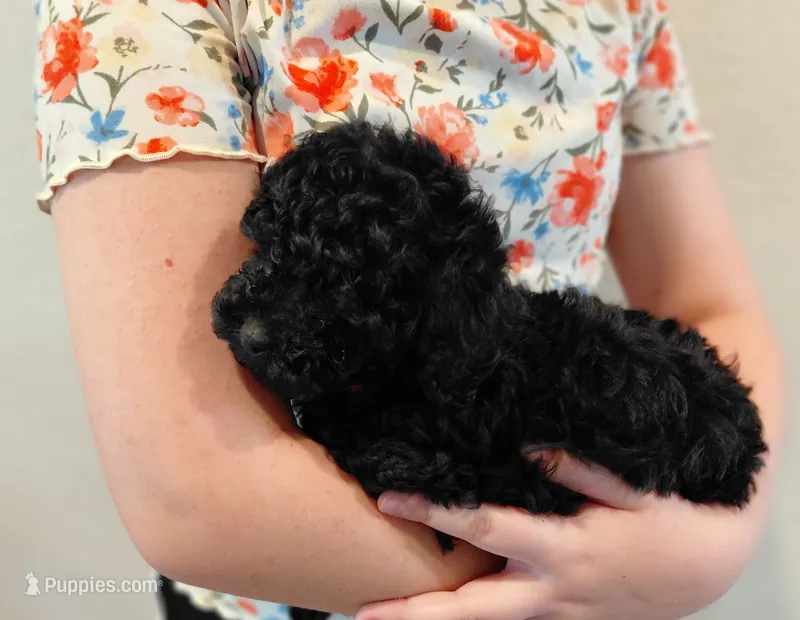 Beautiful Boy – Poodle - Toy  puppy for sale in Magnolia, TX