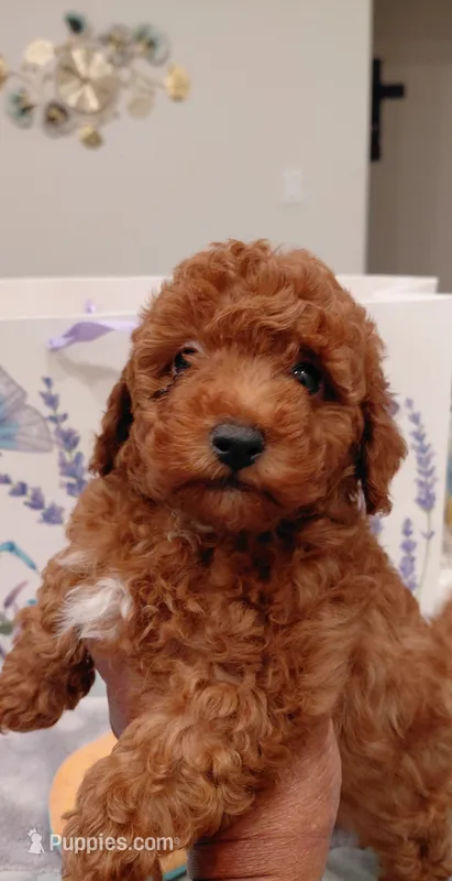 Mr. Brown – Poodle - Toy  puppy for sale in Magnolia, TX
