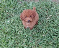 Mr. Brown, a male Poodle - Toy  for sale in Magnolia, TX – 4 of 4