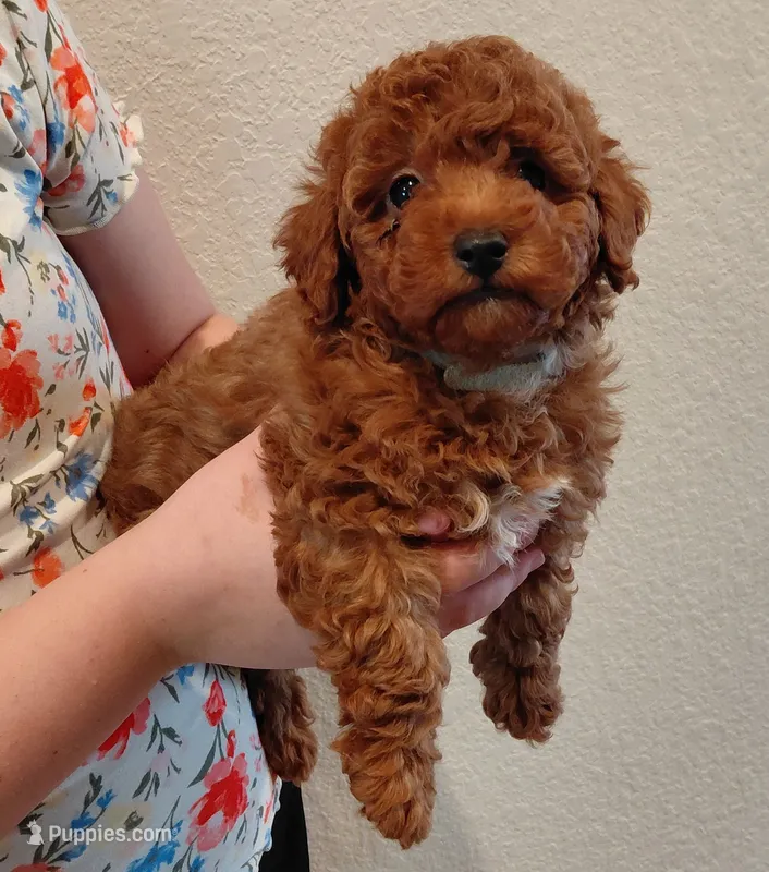 Mr. Brown – Poodle - Toy  puppy for sale in Magnolia, TX