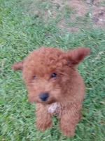 Mr. Brown, a male Poodle - Toy  for sale in Magnolia, TX – 3 of 4