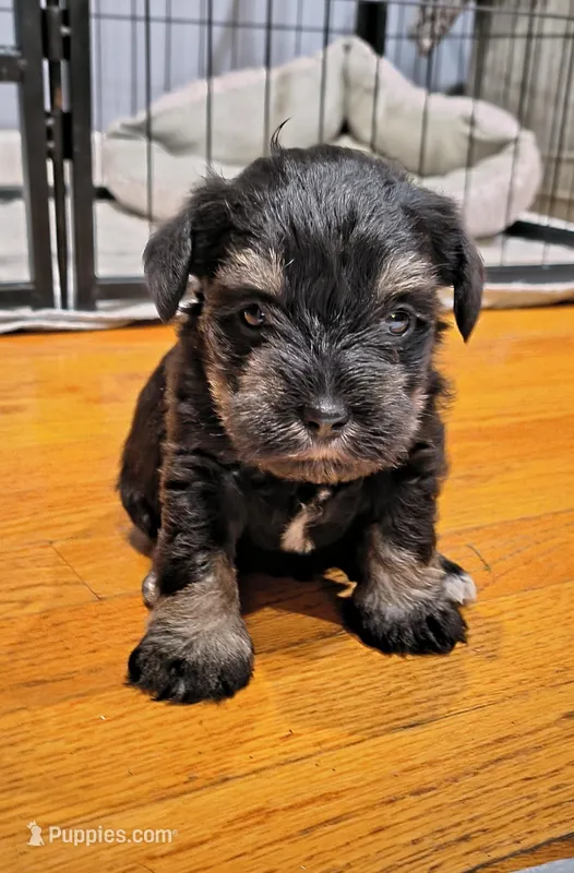 Twin 3 – Miniature Schnauzer puppy for sale in Trinity, NC