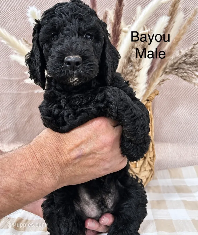 Bayou  – Poodle - Standard  puppy for sale in Woodleaf, NC