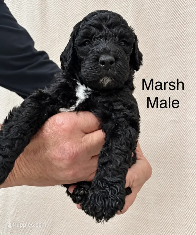 Marsh  – Poodle - Standard  puppy for sale in Woodleaf, NC