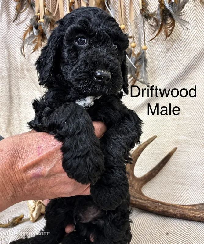 Driftwood  – Poodle - Standard  puppy for sale in Woodleaf, NC