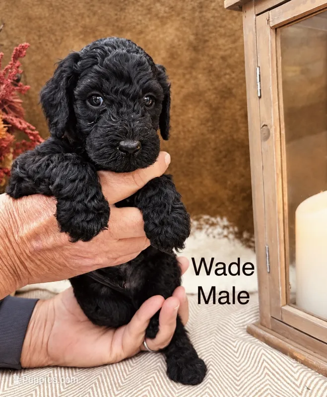 Wade  – Poodle - Standard  puppy for sale in Woodleaf, NC
