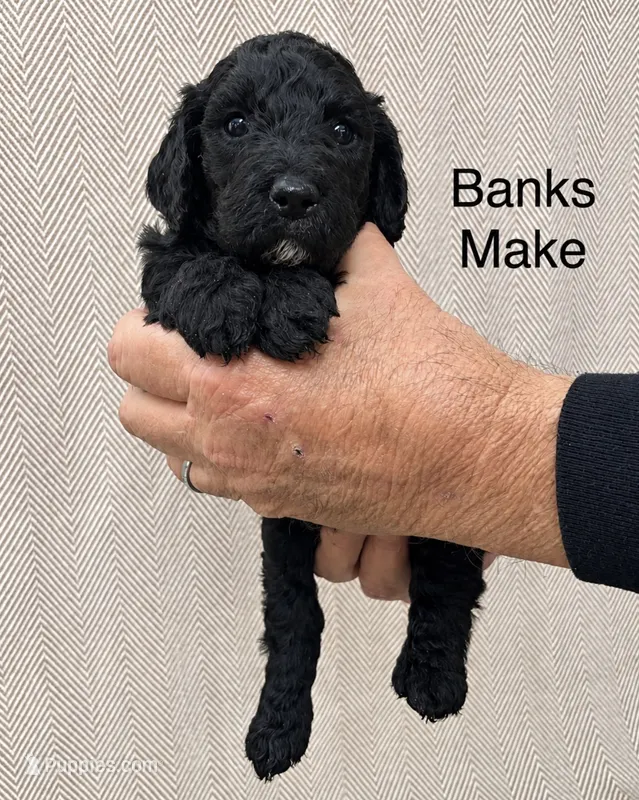 Banks  – Poodle - Standard  puppy for sale in Woodleaf, NC
