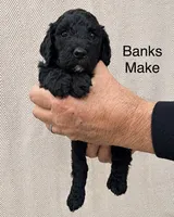 Banks , a male Poodle - Standard  for sale in Woodleaf, NC – 1 of 1