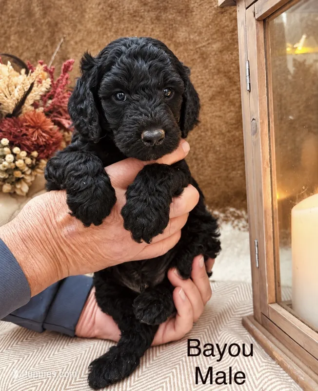Bayou  – Poodle - Standard  puppy for sale in Woodleaf, NC