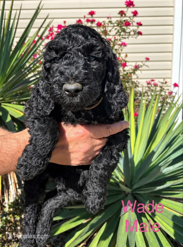 Wade  – Poodle - Standard  puppy for sale in Woodleaf, NC