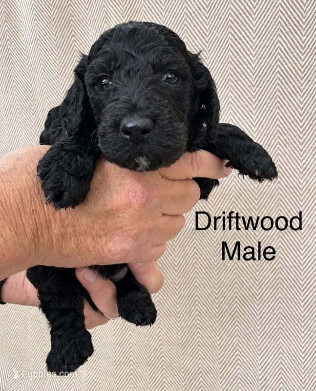 Driftwood  – Poodle - Standard  puppy for sale in Woodleaf, NC