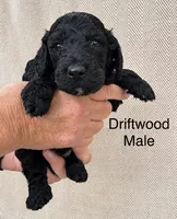 Driftwood , a male Poodle - Standard  for sale in Woodleaf, NC – 1 of 1