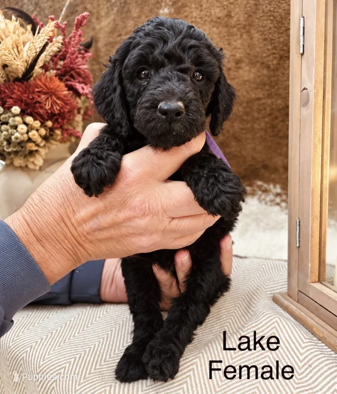 Lake  – Poodle - Standard  puppy for sale in Woodleaf, NC