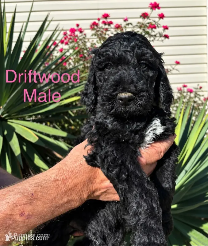 Driftwood  – Poodle - Standard  puppy for sale in Woodleaf, NC
