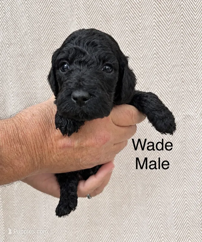 Wade  – Poodle - Standard  puppy for sale in Woodleaf, NC