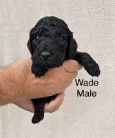 Wade , a male Poodle - Standard  for sale in Woodleaf, NC – 1 of 1