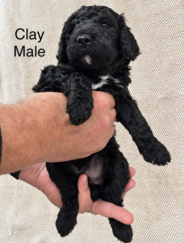 Clay  – Poodle - Standard  puppy for sale in Woodleaf, NC