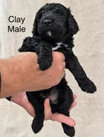 Clay , a male Poodle - Standard  for sale in Woodleaf, NC – 1 of 1