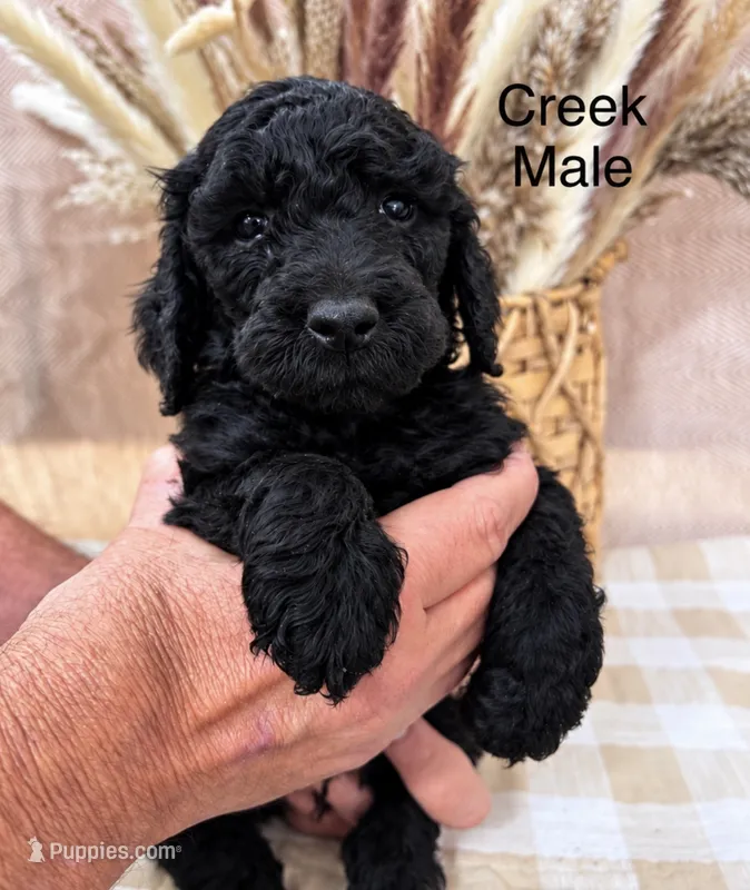 Creek – Poodle - Standard  puppy for sale in Woodleaf, NC