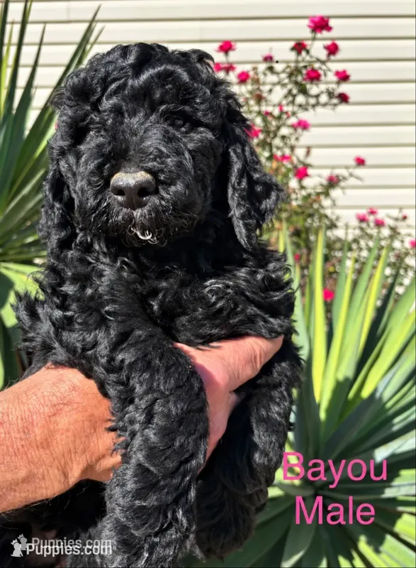 Bayou  – Poodle - Standard  puppy for sale in Woodleaf, NC