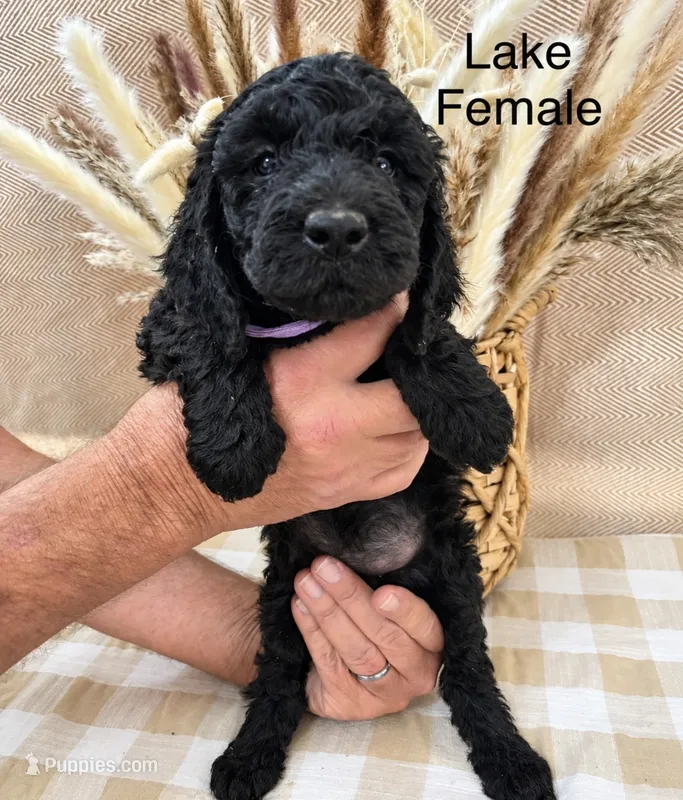 Lake  – Poodle - Standard  puppy for sale in Woodleaf, NC