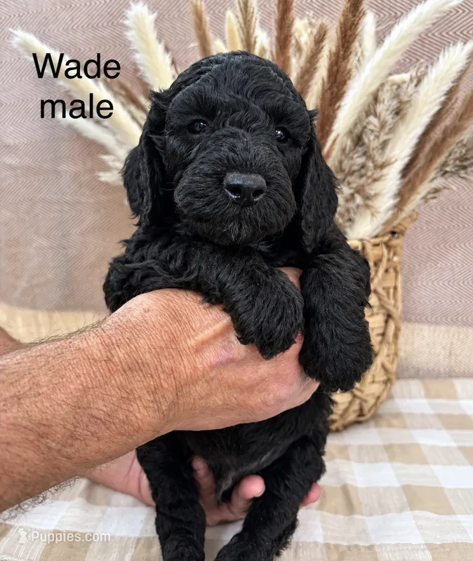 Wade  – Poodle - Standard  puppy for sale in Woodleaf, NC