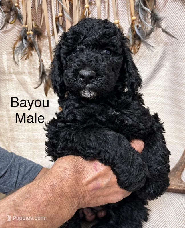 Bayou  – Poodle - Standard  puppy for sale in Woodleaf, NC