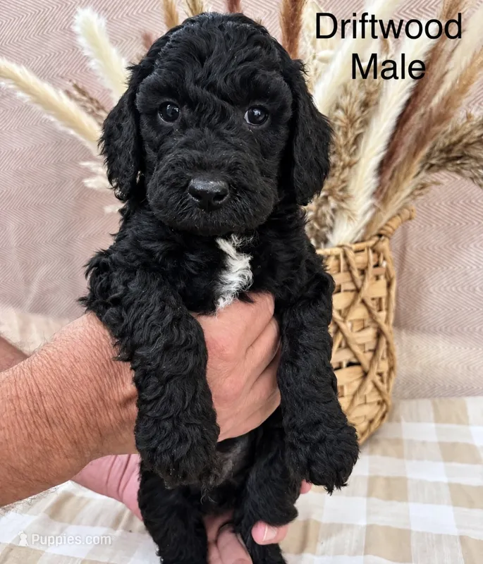 Driftwood  – Poodle - Standard  puppy for sale in Woodleaf, NC