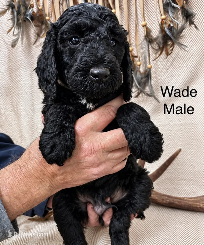 Wade  – Poodle - Standard  puppy for sale in Woodleaf, NC