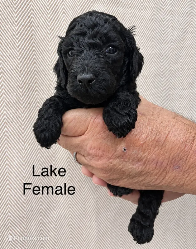 Lake  – Poodle - Standard  puppy for sale in Woodleaf, NC
