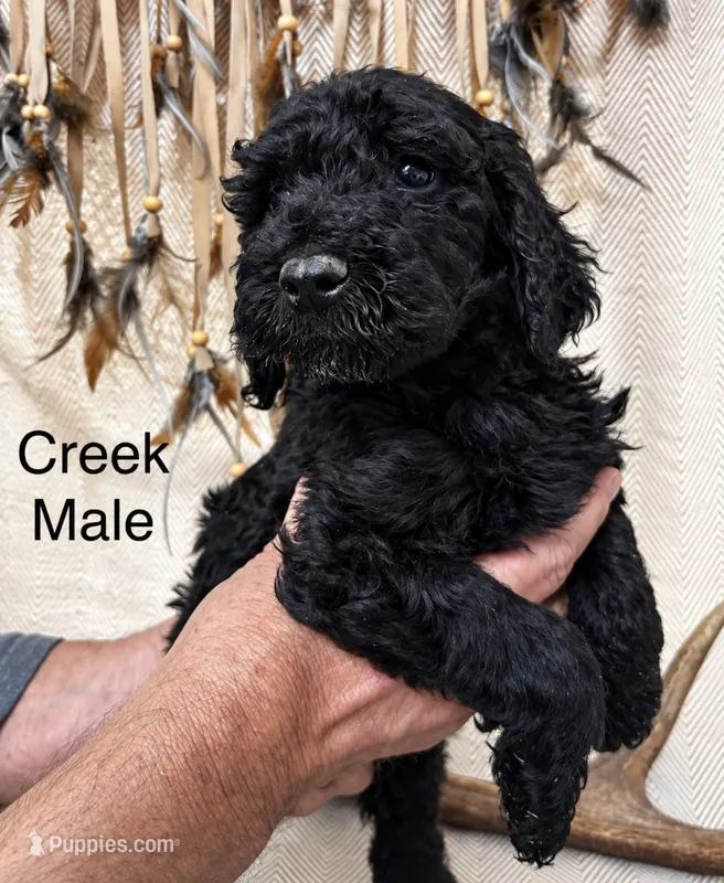 Creek – Poodle - Standard  puppy for sale in Woodleaf, NC