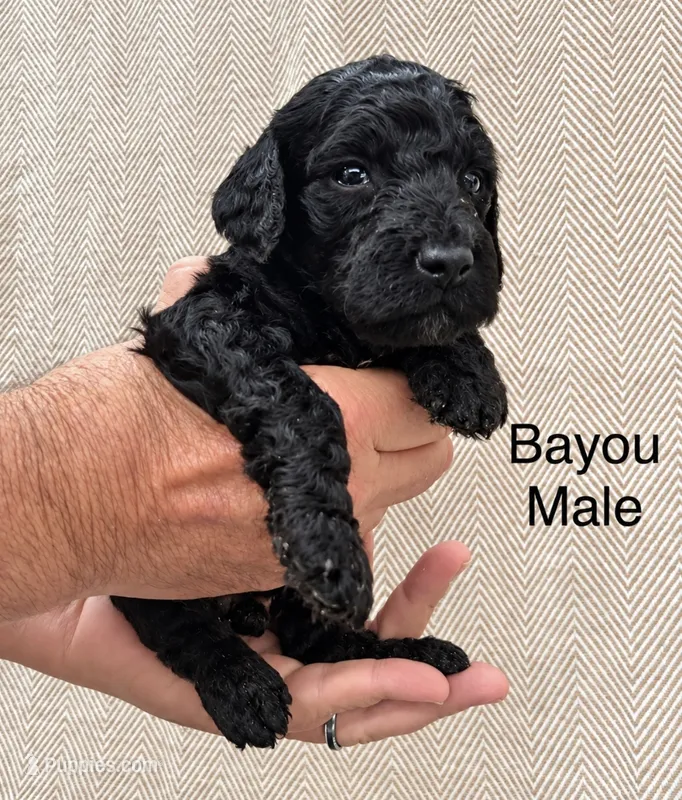 Bayou  – Poodle - Standard  puppy for sale in Woodleaf, NC