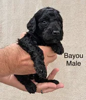 Bayou , a male Poodle - Standard  for sale in Woodleaf, NC – 1 of 1