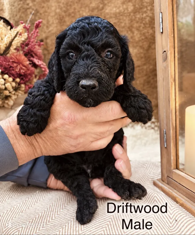 Driftwood  – Poodle - Standard  puppy for sale in Woodleaf, NC