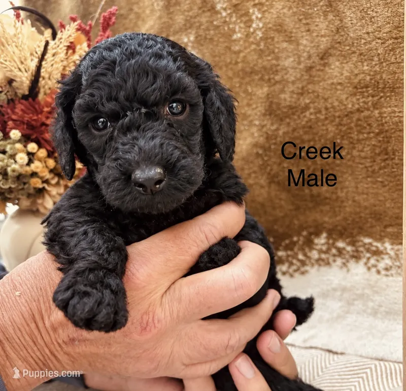 Creek – Poodle - Standard  puppy for sale in Woodleaf, NC