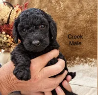 Creek, a male Poodle - Standard  for sale in Woodleaf, NC – 1 of 1