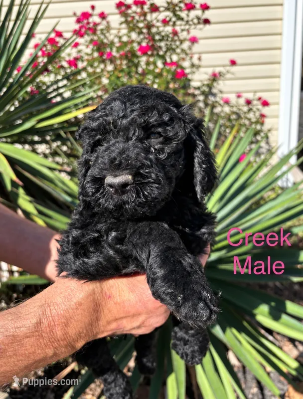 Creek – Poodle - Standard  puppy for sale in Woodleaf, NC