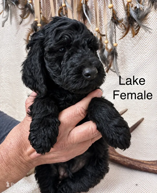 Lake  – Poodle - Standard  puppy for sale in Woodleaf, NC