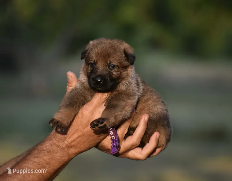 Purple – German Shepherd Dog puppy for sale in Cherryville, NC