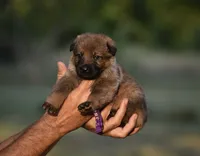 Purple, a female German Shepherd Dog for sale in Cherryville, NC – 1 of 1