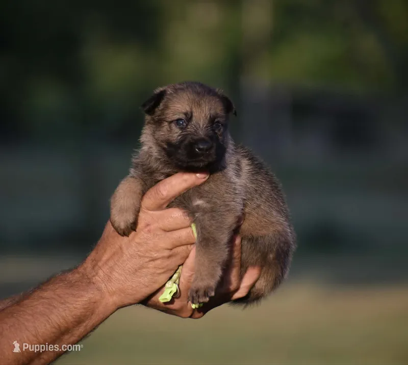 Neon Green – German Shepherd Dog puppy for sale in Cherryville, NC